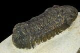Bargain, Austerops Trilobite - Visible Eye Facets #119988-2
